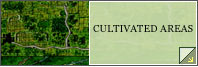 Cultivated Areas