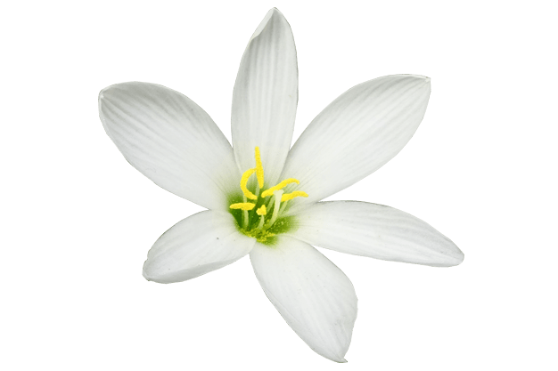 lily flower