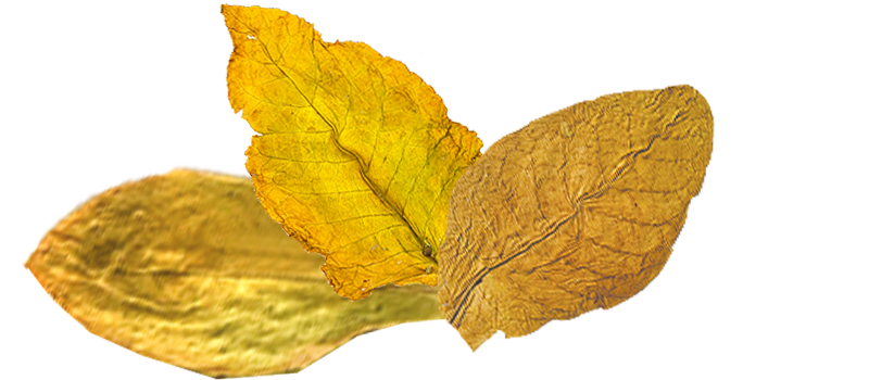 Tobacco Leaf, Smoke Effects, Herbal Elements Free PNG