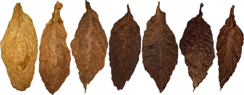 Tobacco Leaf, Cigarette, Smoking PNG