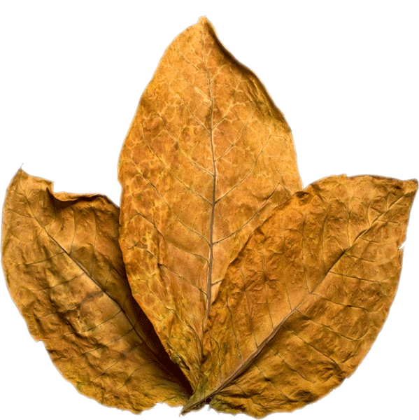 Tobacco Leaf, Smoky Aesthetic, Natural Textures PNG Image