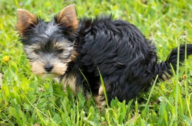 a dog pooping in grass