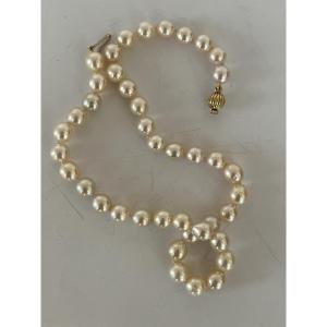 6247- Cultured Pearl Choker Necklace Yellow Gold Clasp