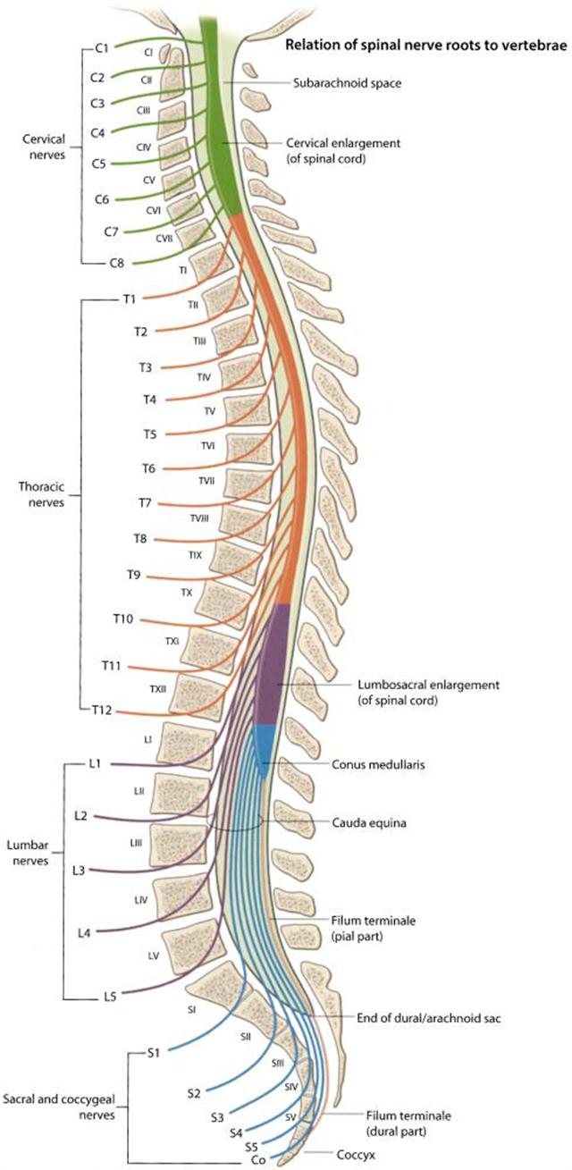 Combined Spinal Epidural Anesthesia - Procedures CONSULT JAPAN