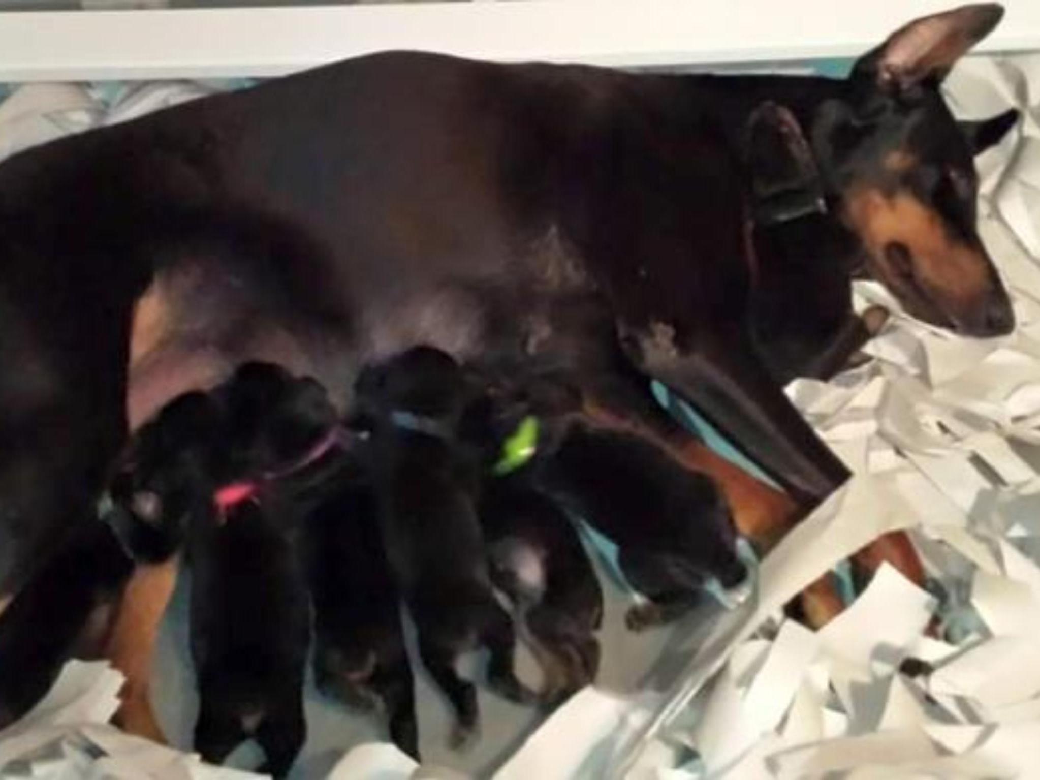 Doberman Puppies BAB & Super Dog Candidates