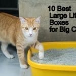 10 Best Large Litter Boxes for Big Cats