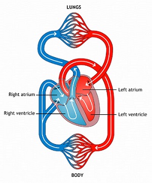 Kids Health Information : Heart problems in children