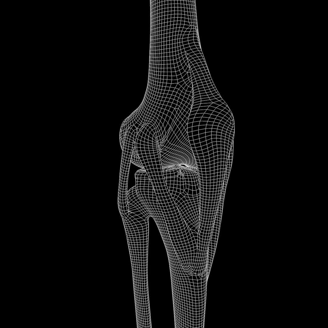 Knee Joint Anatomy - 3D Model by zames1992d