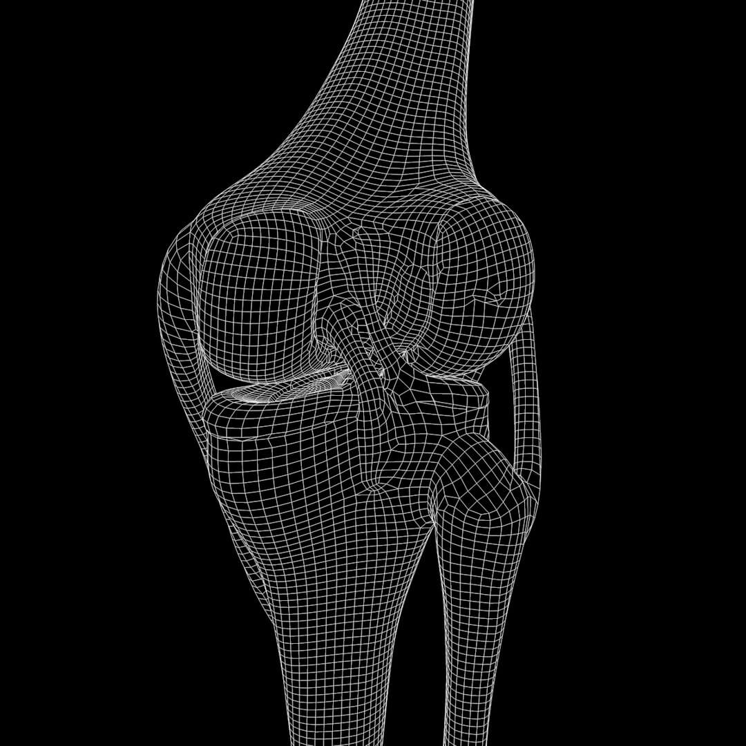 Knee Joint Anatomy - 3D Model by zames1992d