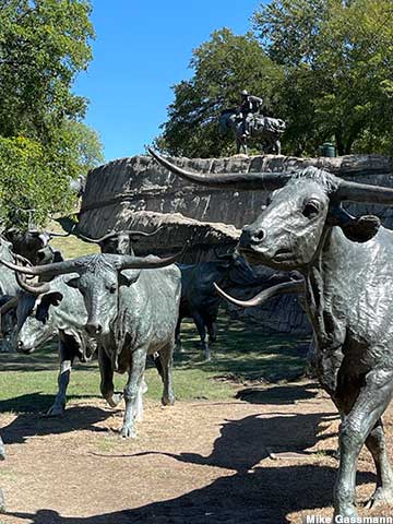 Cattle drive.