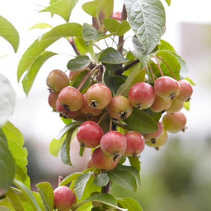 Japanese Crabapple Tree | Malus floribunda Ornamental Trees