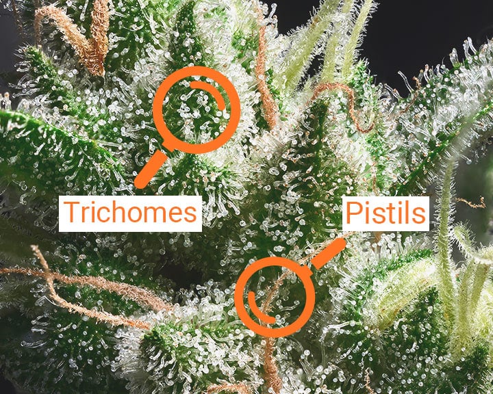 example of pistils and trichomes indicating when buds are ready for harvest