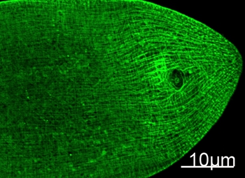 Myosin Heavy Chain Mouse Monoclonal Antibody