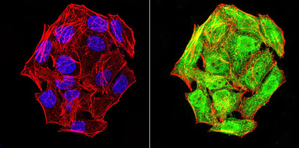 NLRC4(Phospho-Ser-533) Antibody