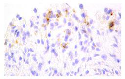 Iba1 Antibody