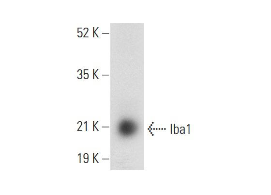 Iba1 Antibody