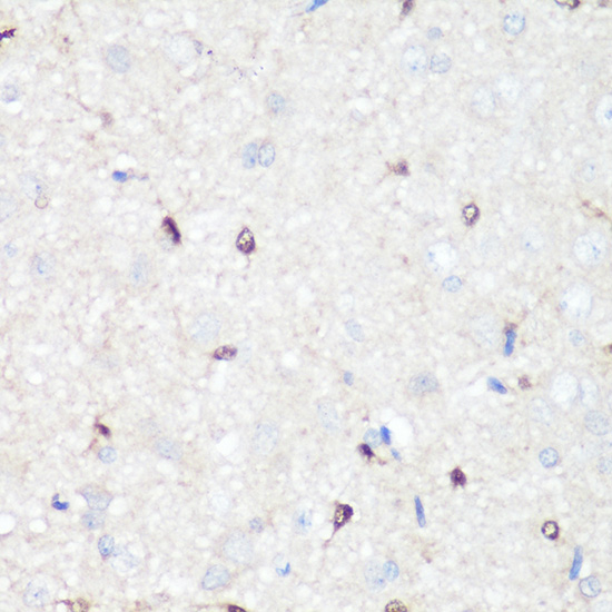 p38 MAPK Polyclonal Antibody