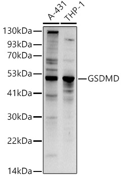 GSDMD (Full length+C terminal) Polyclonal Antibody