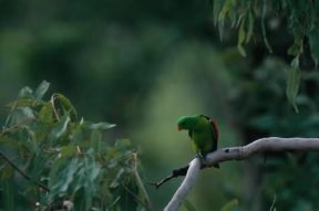 Australia. Parrochetto alirosse della famiglia dei Psittaciformi.De Agostini Picture Library/P. Jaccod