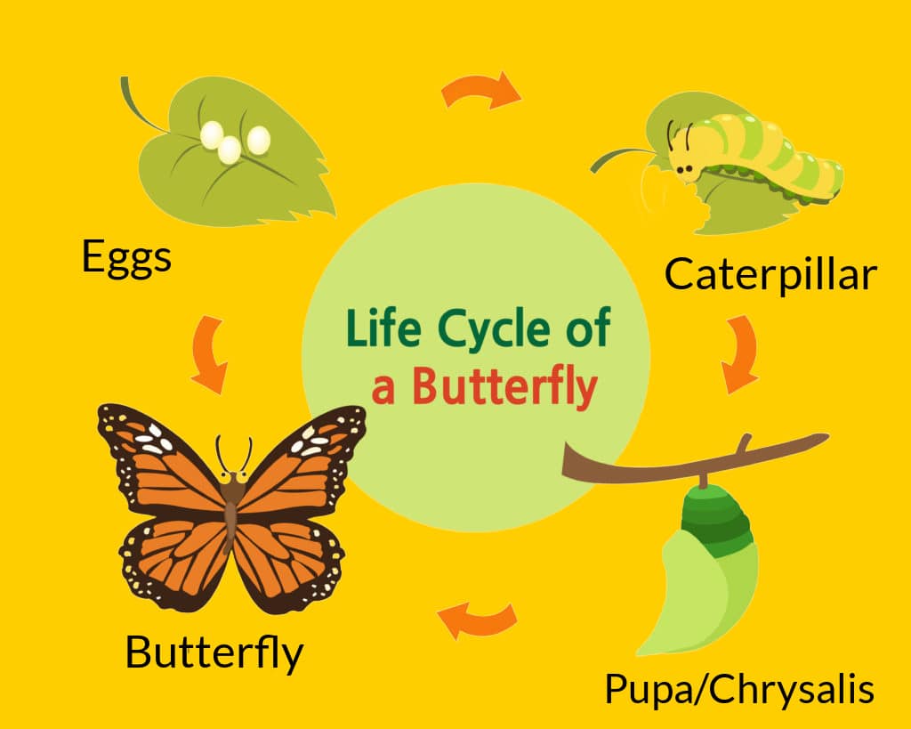 Minibeasts - Minibeast life cycles - Science Sparks