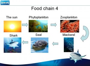 Sea Life: Food Chains | Seomra Ranga