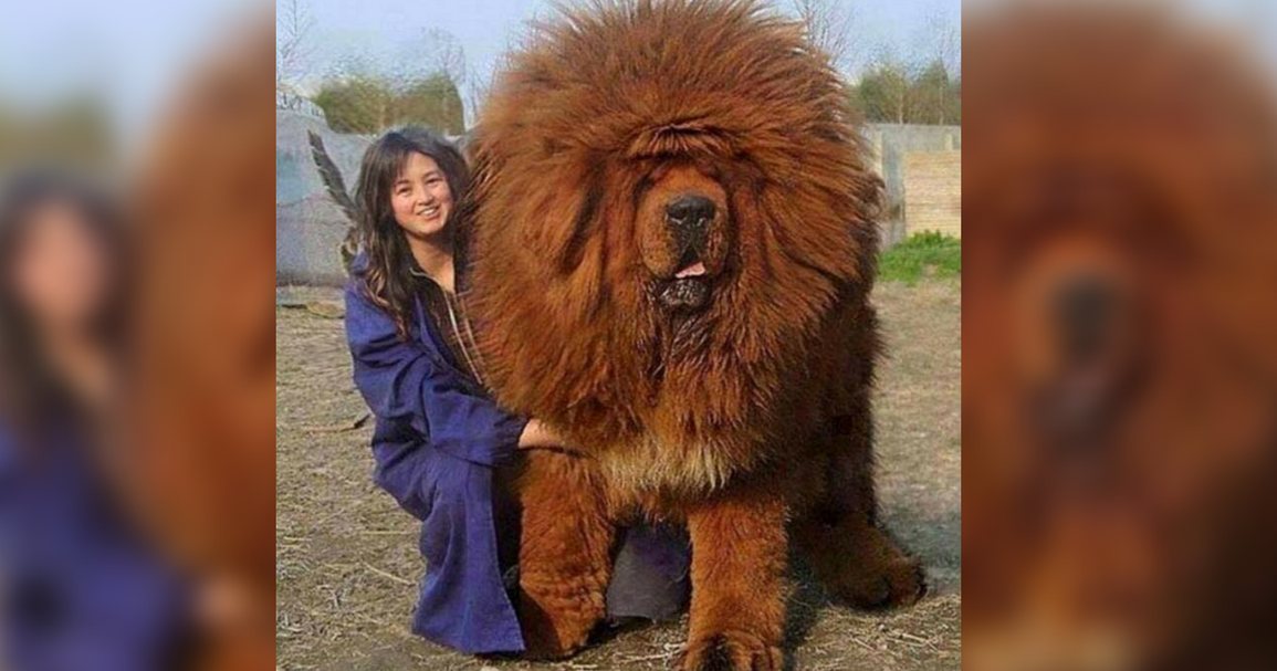 10 Of The Biggest Dogs You Will Ever See 2BC