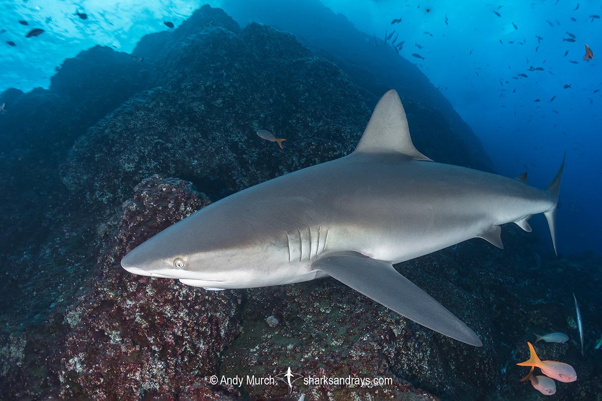 Calendario De Feriados 2023 Ecuador Galapagos Shark - IMAGESEE