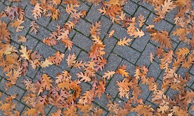 Textures   -   ARCHITECTURE   -   PAVING OUTDOOR   -   Concrete   -  Herringbone - Herringbone concrete paving outdoor with leaves dead texture seamless 19282