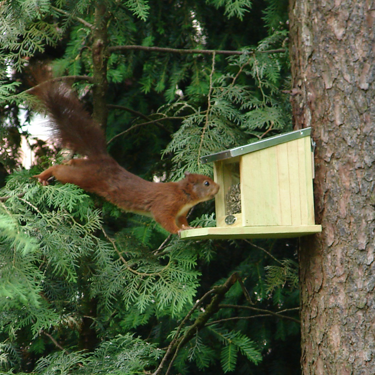 Squirrel feeder