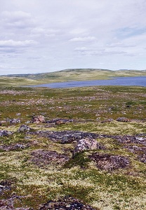 alpine meadow