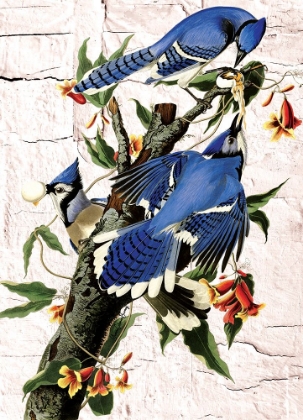 Picture of BLUE JAYS