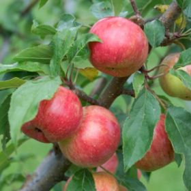 Photo of Chestnut Crabapple Tree