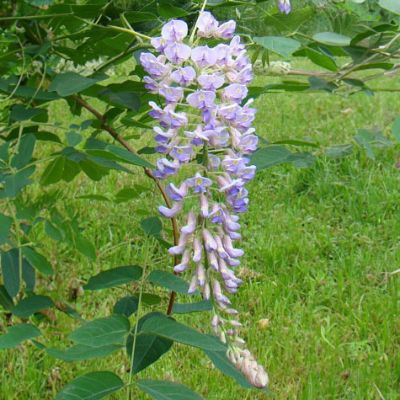 Bloomed wisteria flowers.