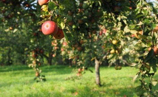 apple orchard