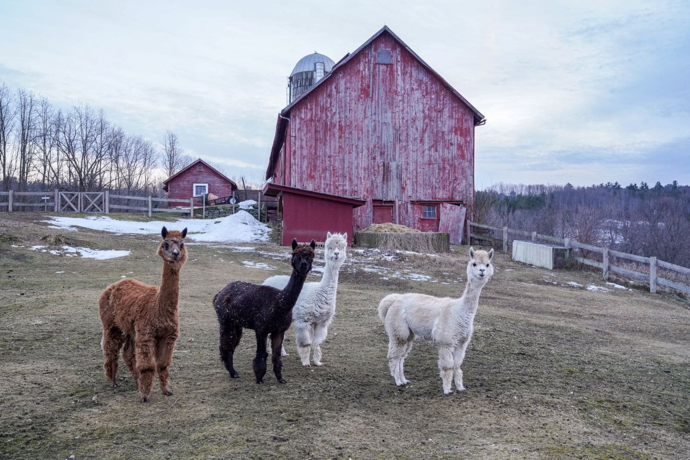 vermont alpacas