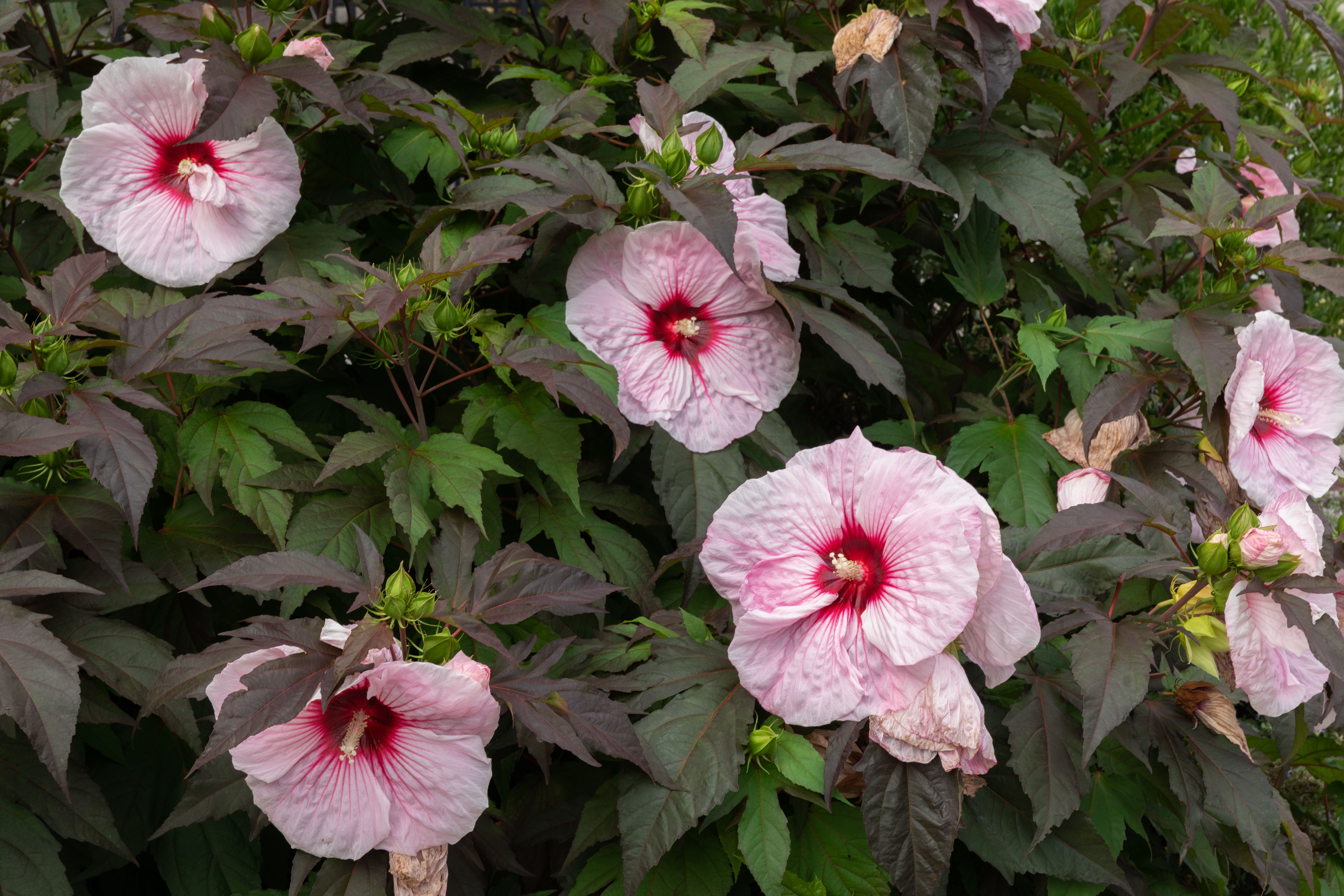 Hardy Hibiscus Plant Care And Growing Guide