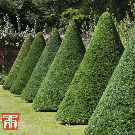 English Yew (Hedging)