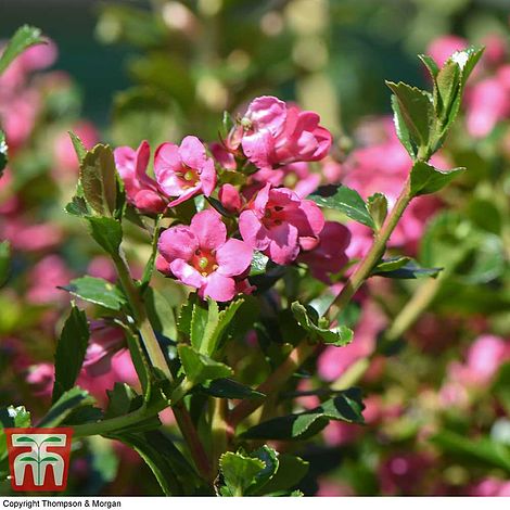 Escallonia 'Apple Blossom'