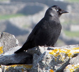 Hooded Crow