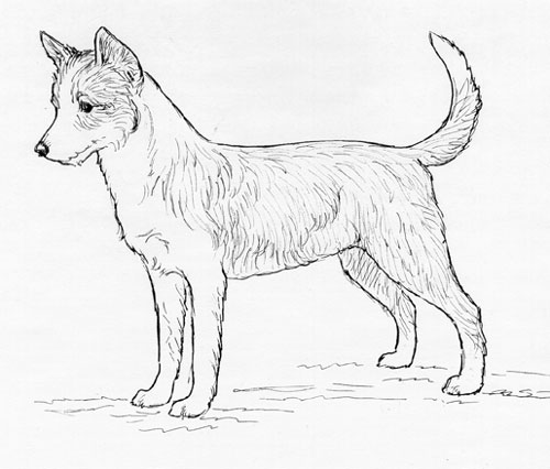 UKC Breed Standards: Portuguese Podengo