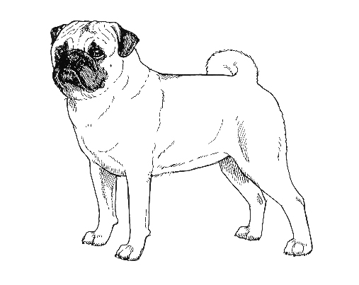 UKC Breed Standards: Pug