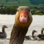 animal symbolism goose meanings