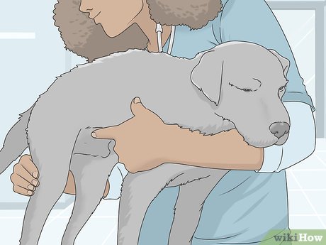 Step 5 Take your dog in for a follow-up exam 2-4 weeks after treatment.