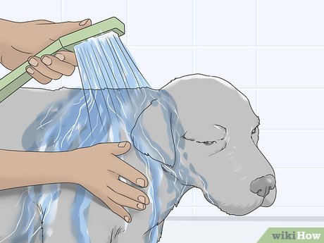 Step 4 Bathe your dog at the end of treatment to remove any remaining parasites.