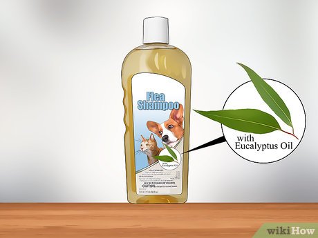 Step 1 Beli sampo kutu yang mengandung minyak jeruk, rosemary, atau eukaliptus.