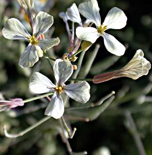 Sea-Radish, White Charlock 