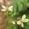 Brassica tournefortii