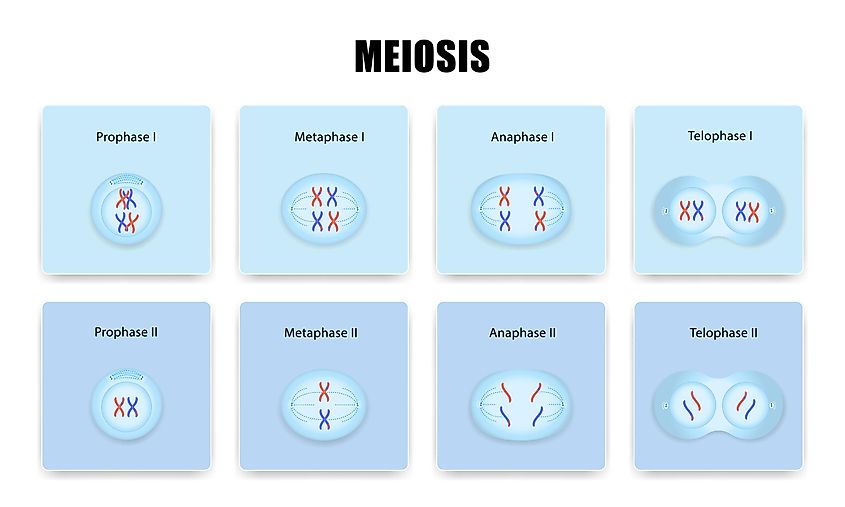 Meiosis.