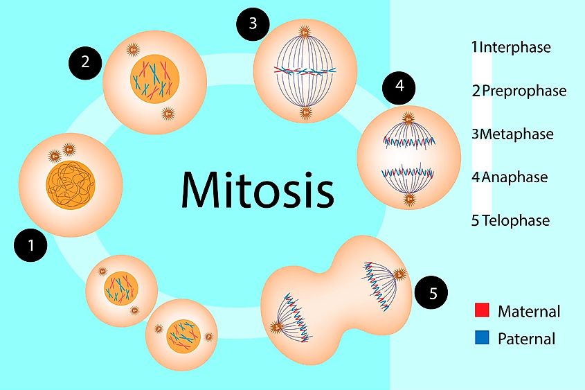 Mitosis.