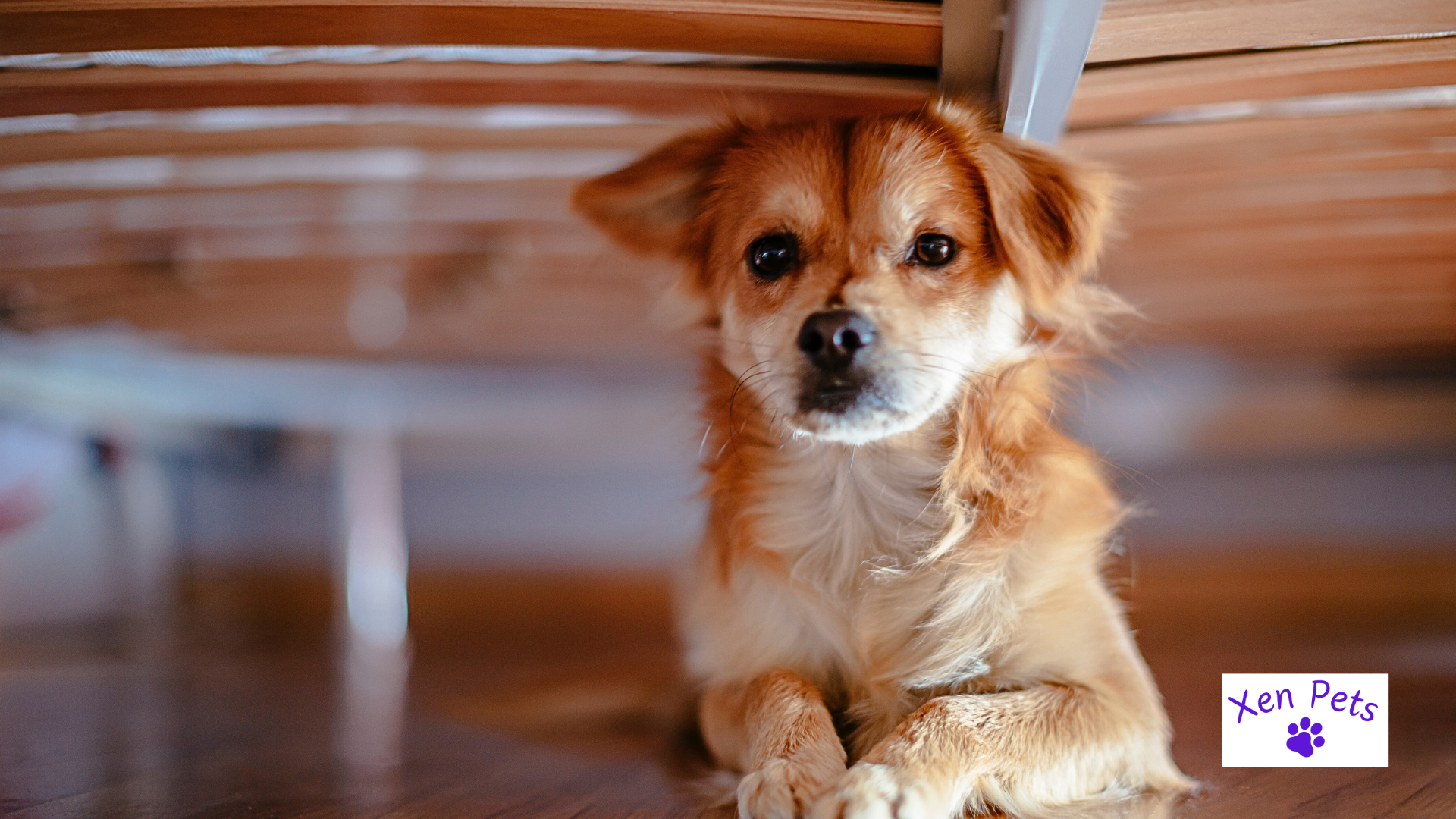 Dog sleeping under the bed